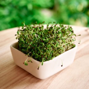 GRAINES DE MOUTARDE NOIRE