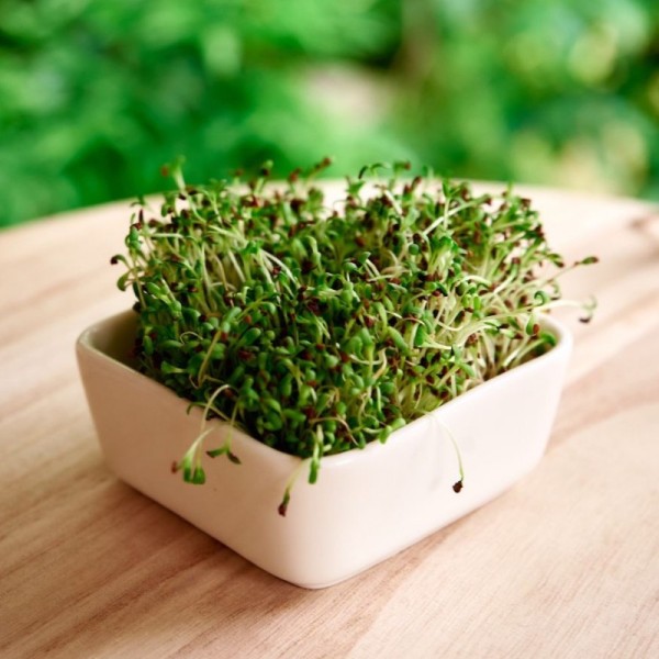 GRAINES DE MOUTARDE NOIRE