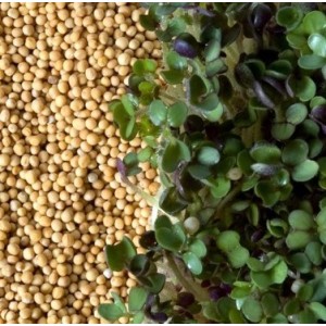 GRAINES DE MOUTARDE JAUNE 2