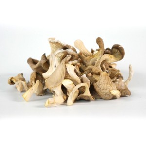 PLEUROTES CHAMPIGNONS...