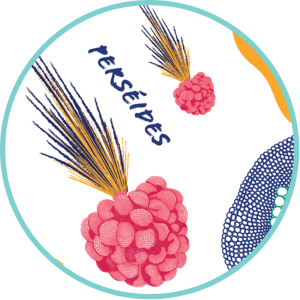 BIERE PERSEIDES ( BRASSERIE...